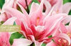Lilies: Beautiful Varieties for Home & Garden Book
