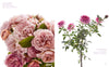 The Color of Roses Book