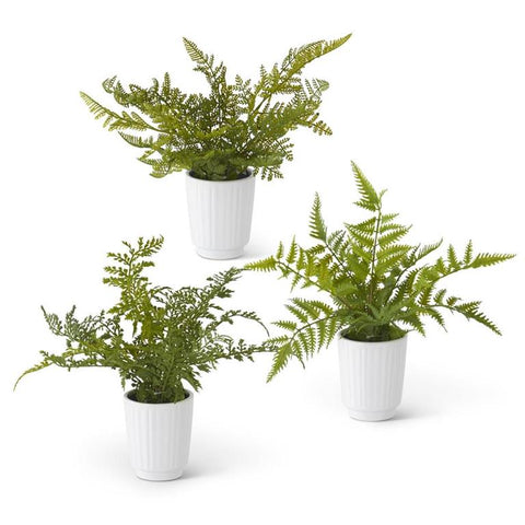 Fern Potted Planter
