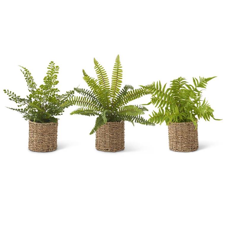 Assorted Ferns in Woven Basket