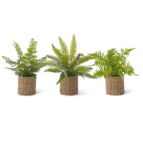 Assorted Ferns in Woven Basket