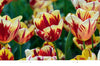 Tulips: Beautiful Varieties for Home and Garden Book