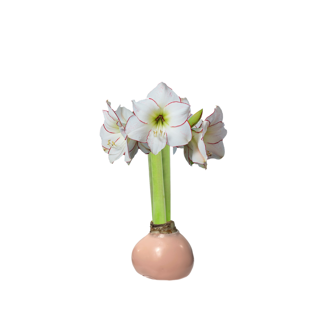 Picasso Amaryllis Pink Wax Bulb