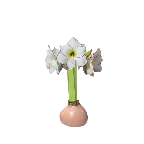 Picasso Amaryllis Pink Wax Bulb