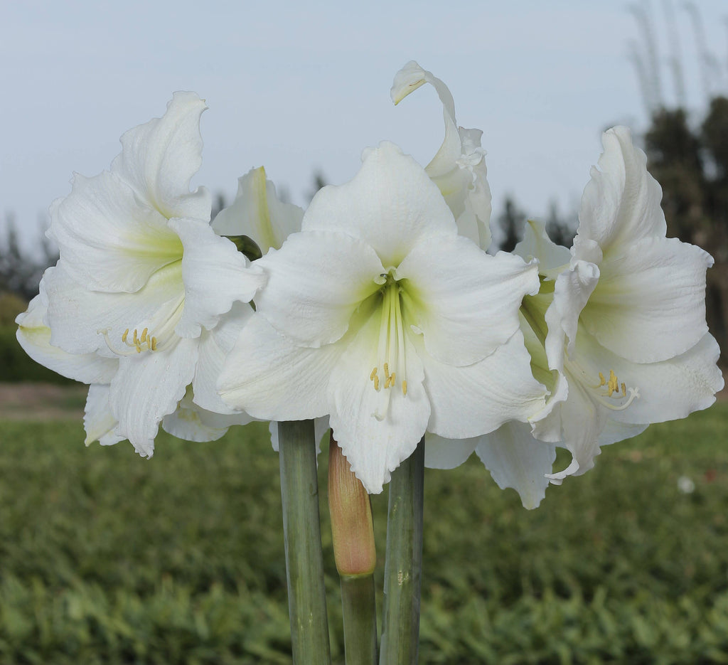 White Flower Spring Waxed Amaryllis Mix