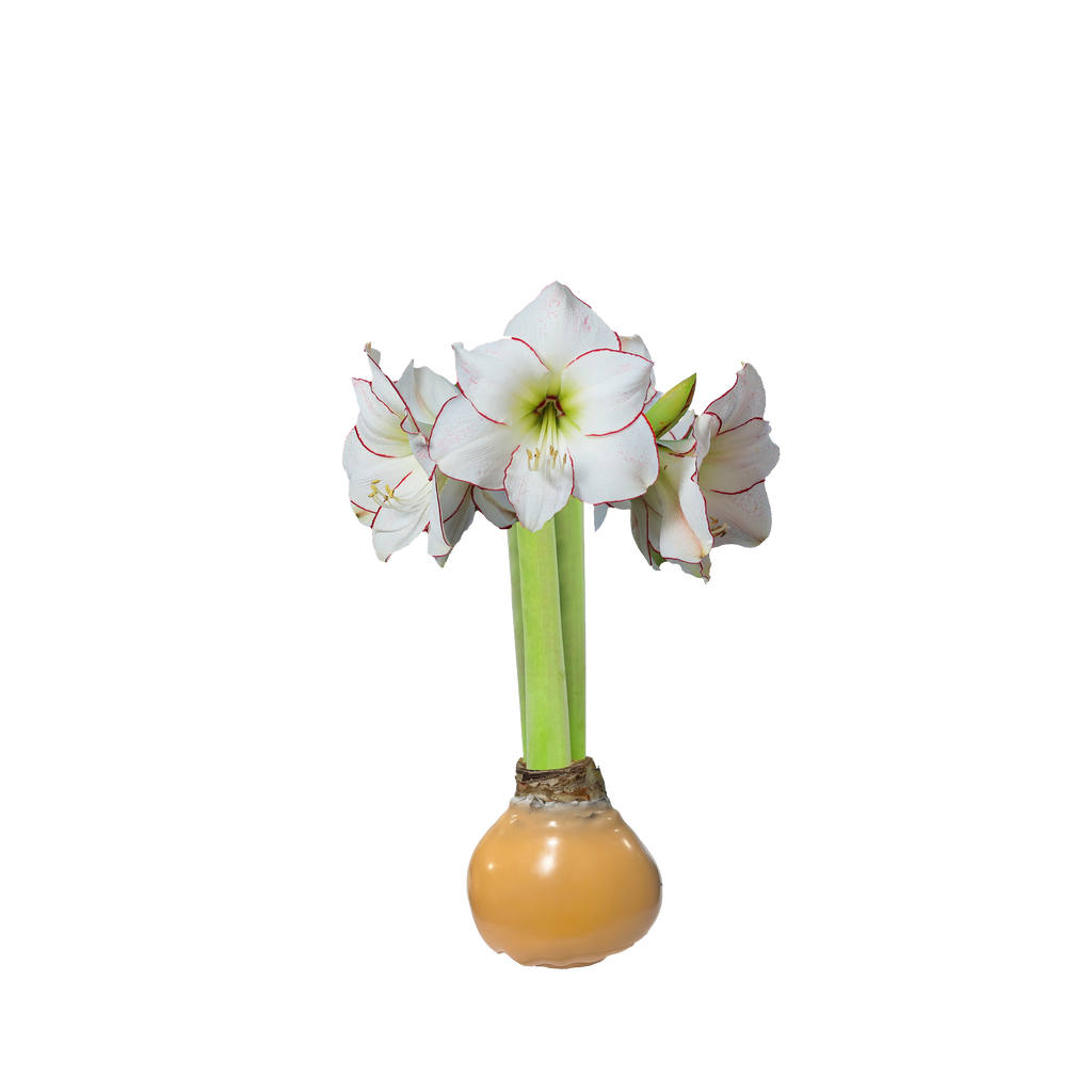 Picasso Muskmelon Amaryllis Wax Bulb