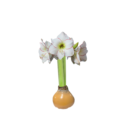 Picasso Muskmelon Amaryllis Wax Bulb