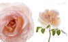 The Color of Roses Book