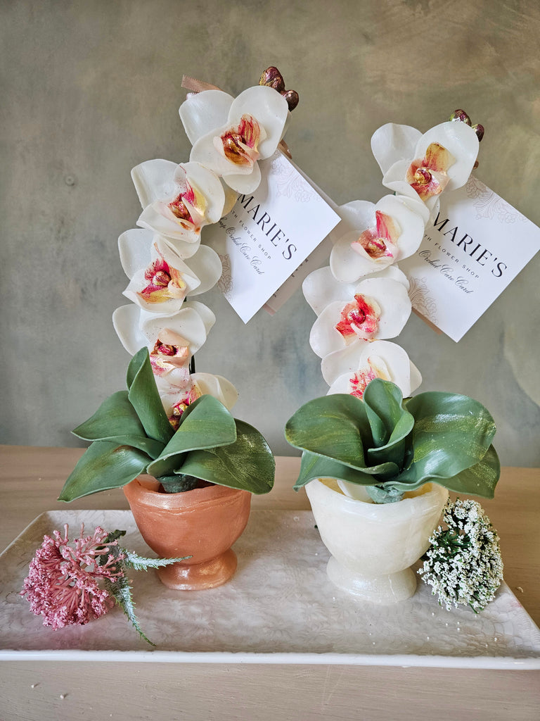 Orchid Flower Soap Plant