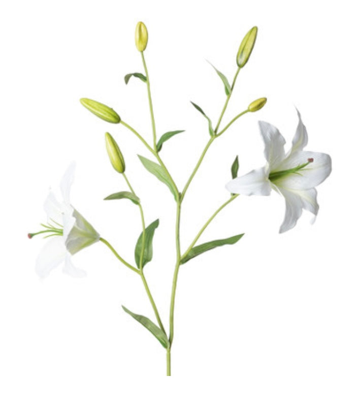 Oriental Lily Stem