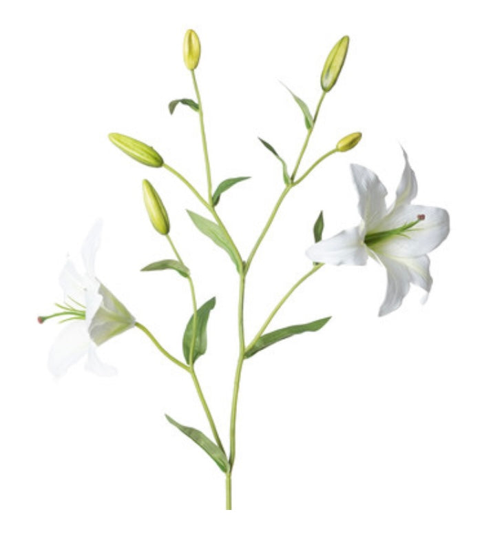 asiatic lily stem Oriental Lily Stem