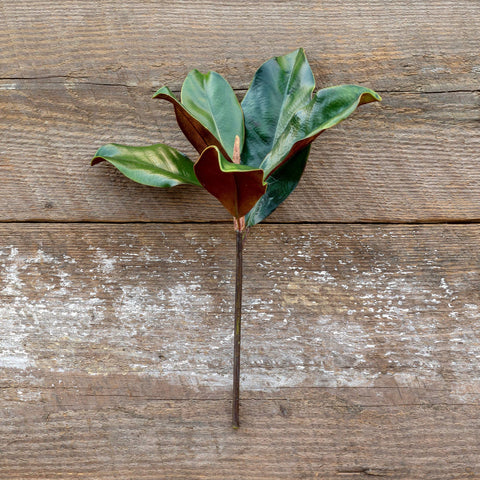 Magnolia Leaf Pick