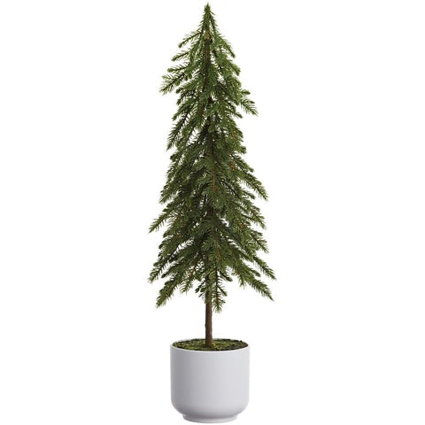 Potted Pine Tree