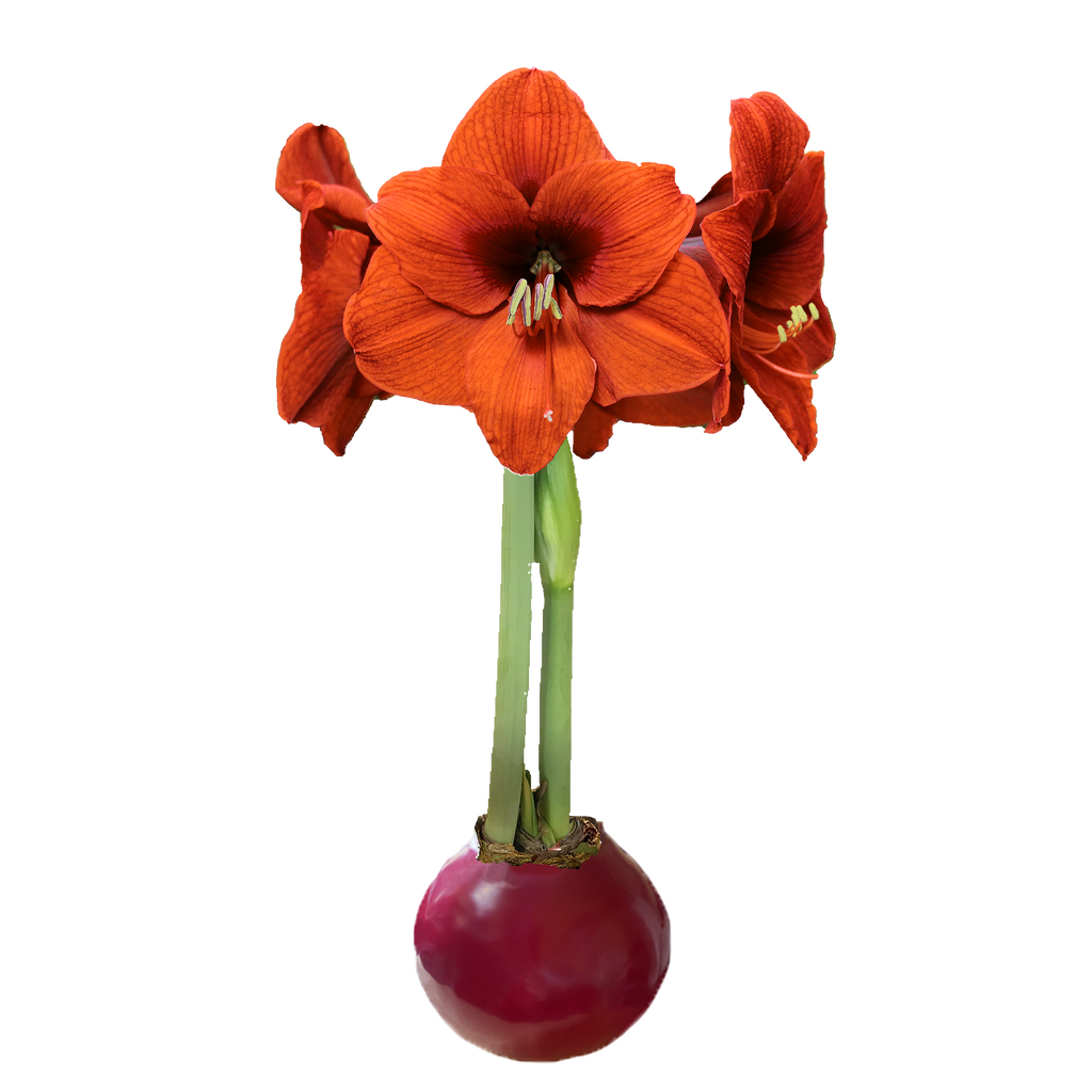 Sovereign Flower Burgundy Wax Amaryllis