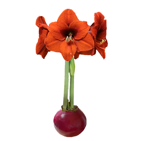 Sovereign Flower Burgundy Wax Amaryllis