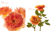 The Color of Roses Book