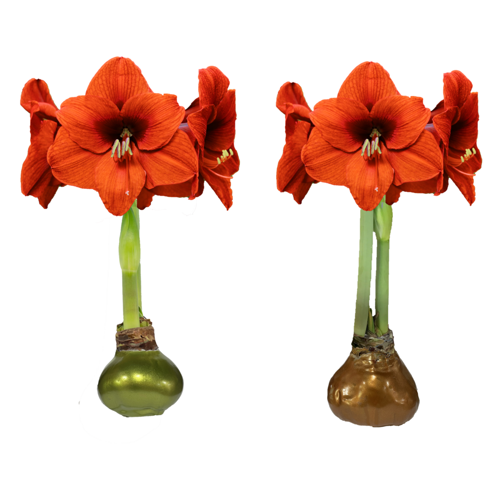 Sovereign Flower Lacquer Waxed Amaryllis Bulb