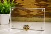 Tiger Magnetic Acrylic Picture Frame 