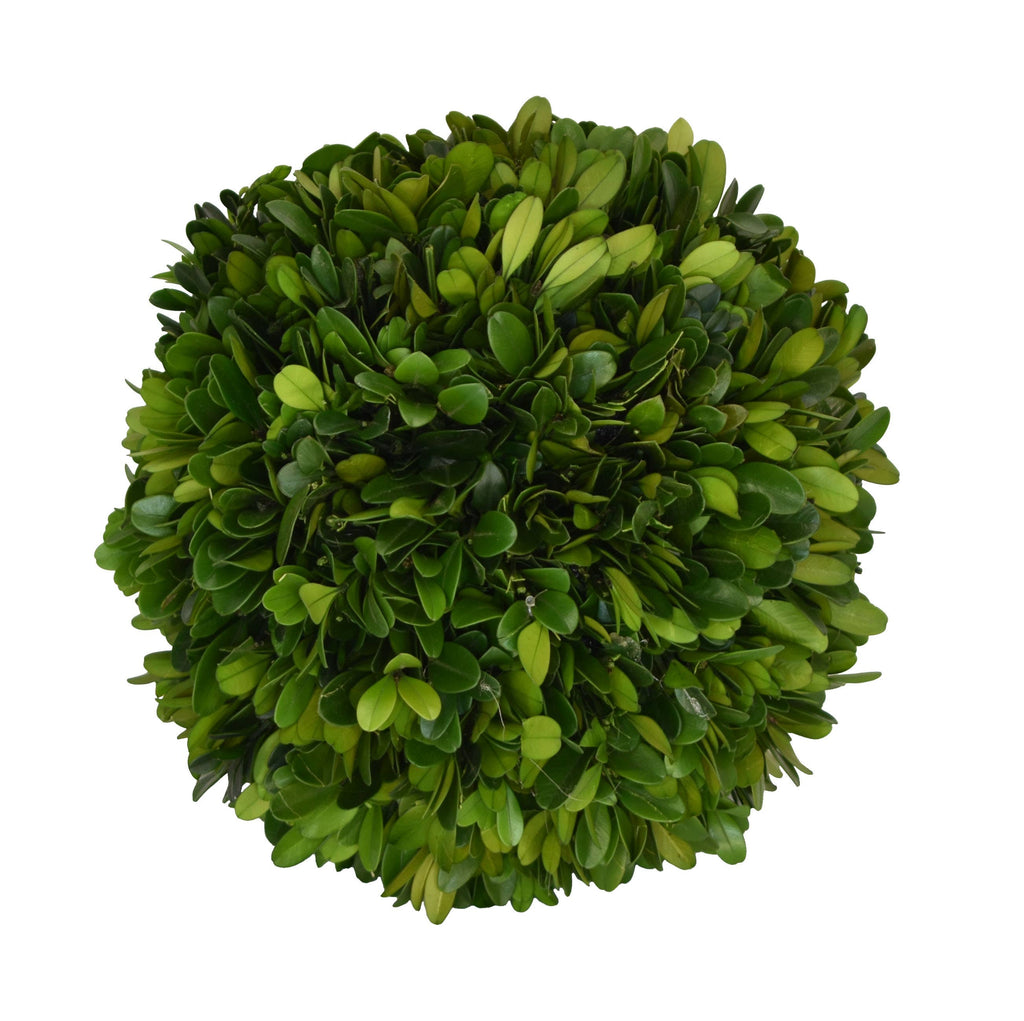 Preserved Boxwood Ball