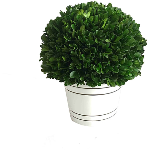 Boxwood Ball W/White Pot