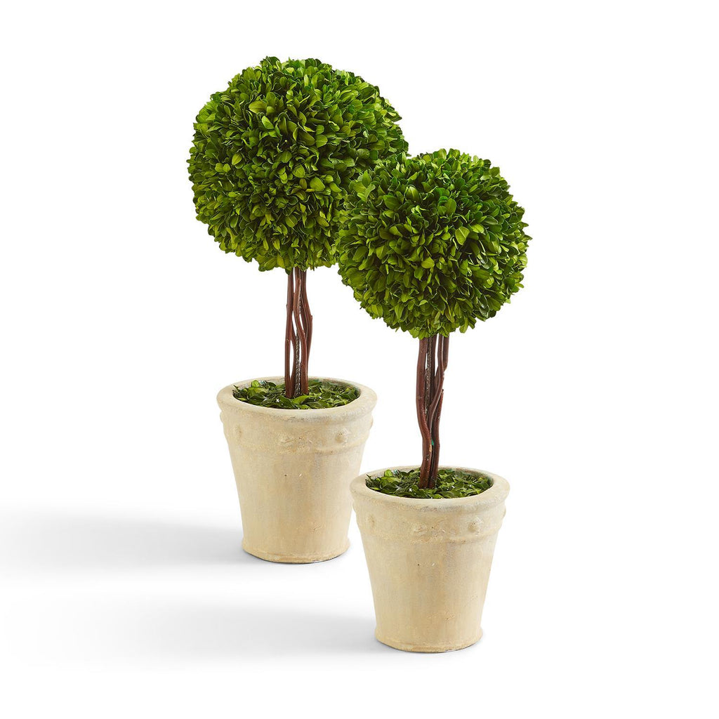 Boxwood Ball Topiary in Planter