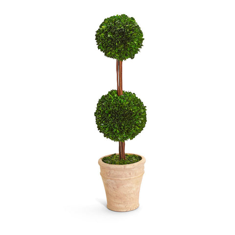 Boxwood Double Ball Topiary