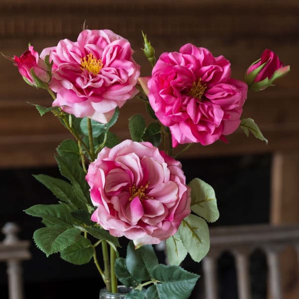 Beauty Garden Roses
