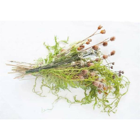 Creeping Cedar Greenery