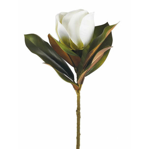 Magnolia Flower Stem