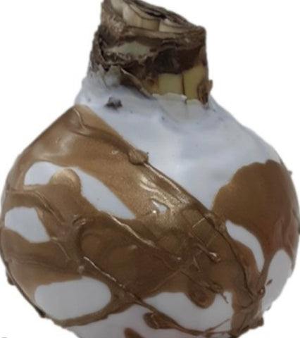 No Water Amaryllis Bulb