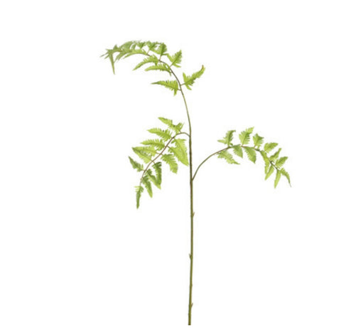 Forest Fern Spray