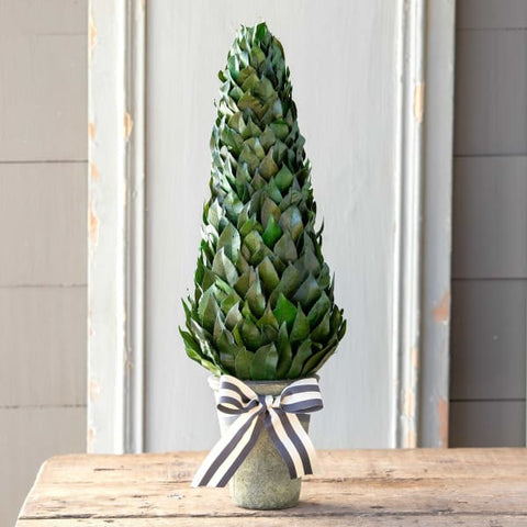 Lemon Leaf Cone Topiary