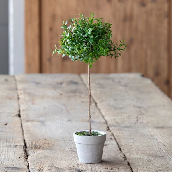 Miniature Boxwood Topiary