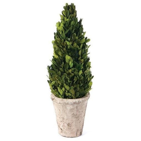Preserved Boxwood Cone Topiary
