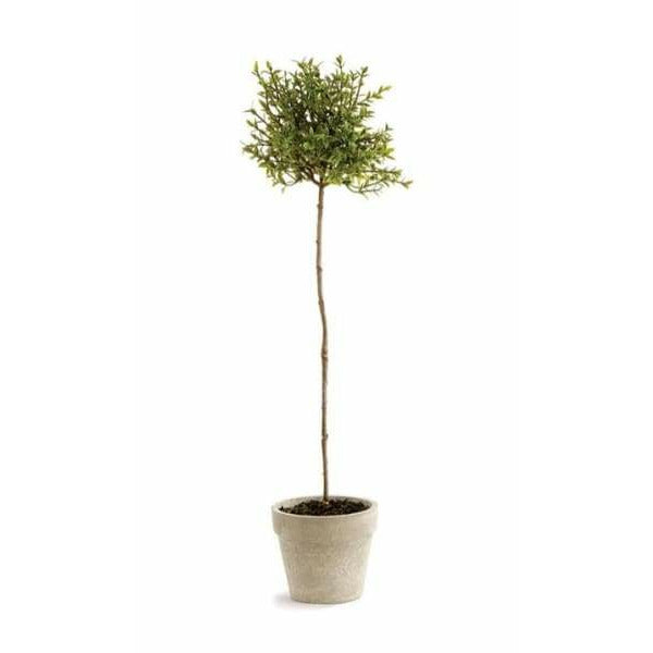 Thyme Topiary